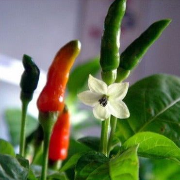 Bulk African Bird's Eye Chiles